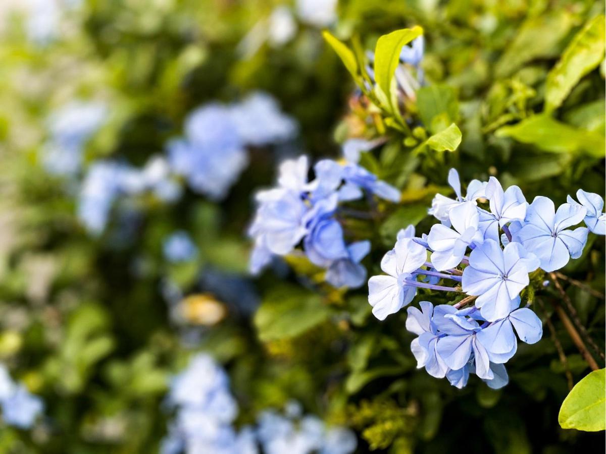منتجع يونايتيد يوميتان Okinawa المظهر الخارجي الصورة